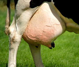 Udder Care